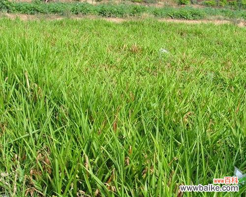 打造幸福和谐的家 教你种植吉祥草