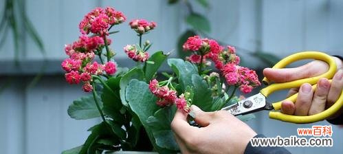 如何科学合理地浇水,让长寿花茁壮成长 长寿花的浇水技巧