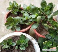 如何科学合理地浇水，让长寿花茁壮成长 长寿花的浇水技巧