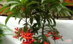 打造美丽盆栽，让步步高升花绽放如画 步步高升花养护指南