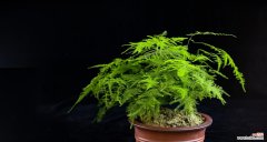 培育健康的小文竹，打造优美的室内环境 小文竹的养殖方法与注意事项