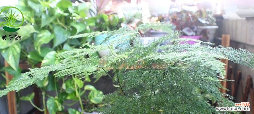 培育健康的小文竹,打造优美的室内环境 小文竹的养殖方法与注意事项