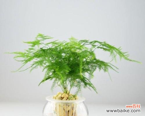 培育健康的小文竹,打造优美的室内环境 小文竹的养殖方法与注意事项