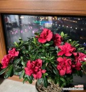 让杜鹃花长出美丽的花苞，从这些方面入手！ 杜鹃花养护全攻略！