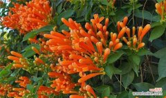 教你如何让炮仗花盛开绽放 炮仗花的种植与养护