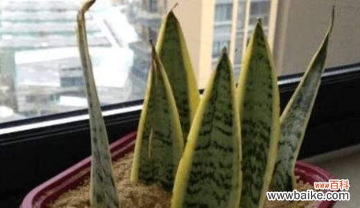 如何科学浇水?注意事项详解 浇水时间不要犯错——刚移栽的虎皮兰