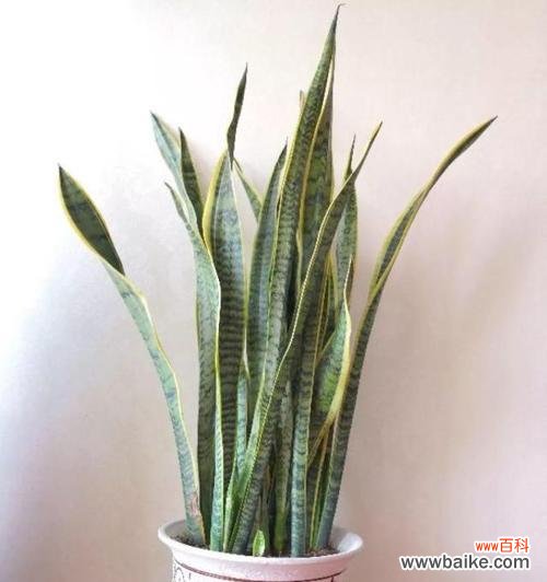 如何科学浇水?注意事项详解 浇水时间不要犯错——刚移栽的虎皮兰