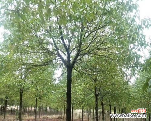 认清大叶樟的特征,避免误判 大叶樟不是樟树