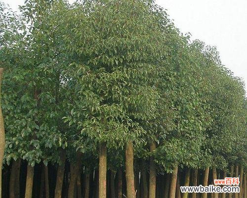 认清大叶樟的特征,避免误判 大叶樟不是樟树