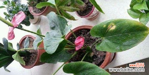 健康成长的关键在于细节把控 夏天红掌叶子发黄的原因及处理方法