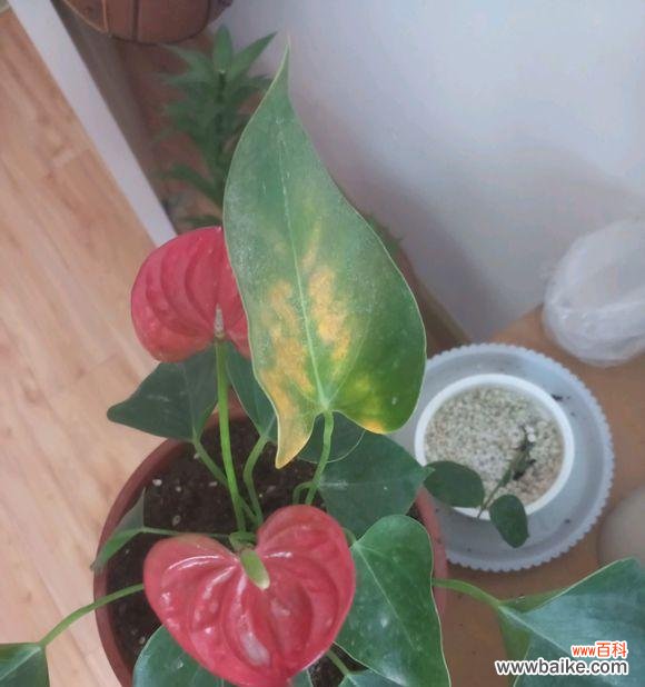 健康成长的关键在于细节把控 夏天红掌叶子发黄的原因及处理方法