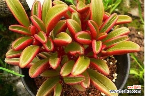 红边椒草开花吗？促使红边椒草的养护方法