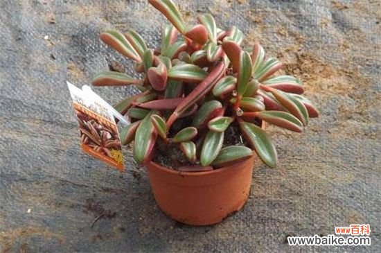 红边椒草开花吗？促使红边椒草的养护方法