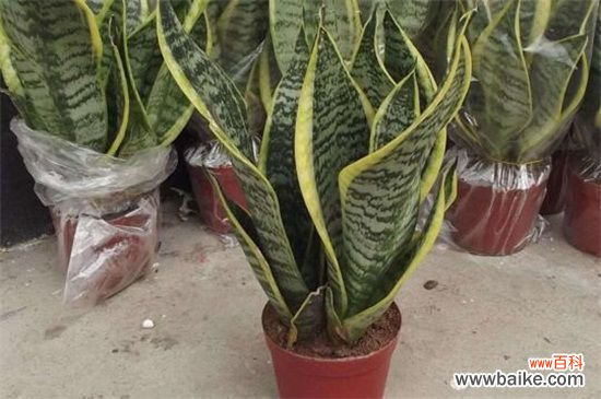 开花多的喜阴的花卉有哪些？