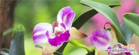 开花多的喜阴的花卉有哪些？