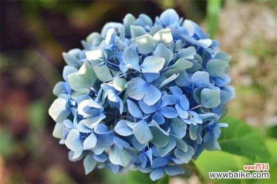 开花多的喜阴的花卉有哪些？