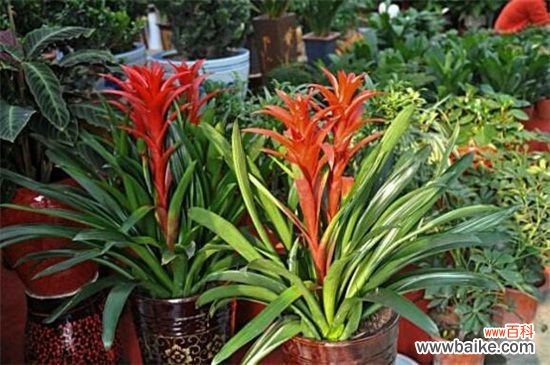 开花多的喜阴的花卉有哪些？