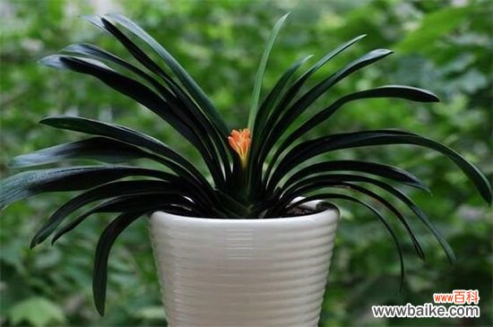 开花多的喜阴的花卉有哪些？