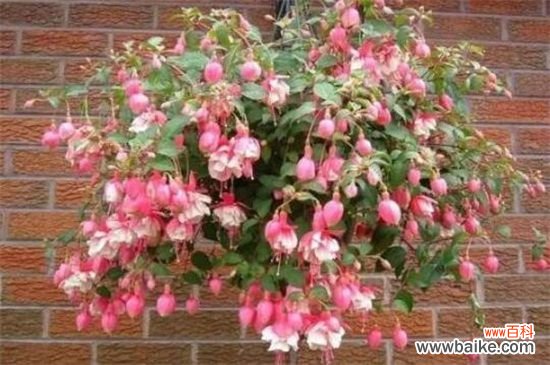 开花多的喜阴的花卉有哪些？