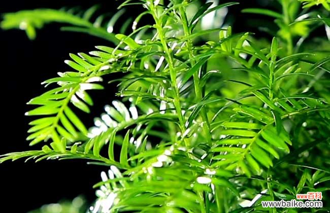 南方红豆杉多少钱一棵？