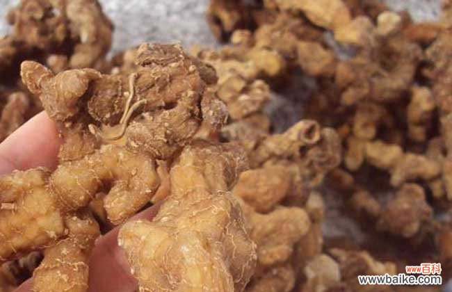 地黄根的作用有哪些