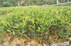 油茶苗价格多少钱一株