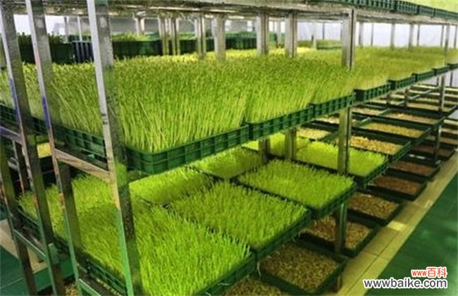 芽苗菜如何种植？