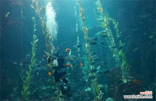 光合作用的意义是什么