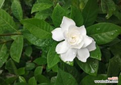 栀子花什么时候开？一年开几次