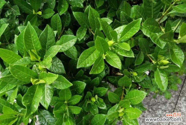 栀子花什么时候开？一年开几次