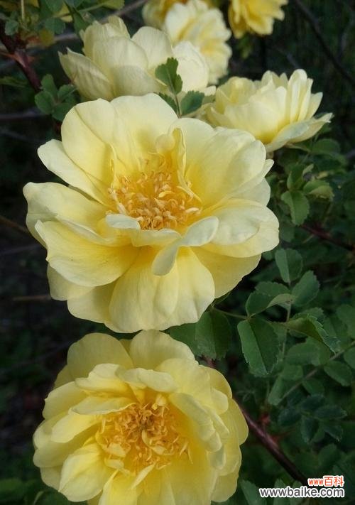 传递温暖与友谊的花语 黄玫瑰的寓意