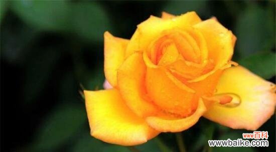 探索黄玫瑰每朵的独特含义 黄玫瑰的花语和象征意义