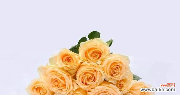 探索黄玫瑰每朵的独特含义 黄玫瑰的花语和象征意义