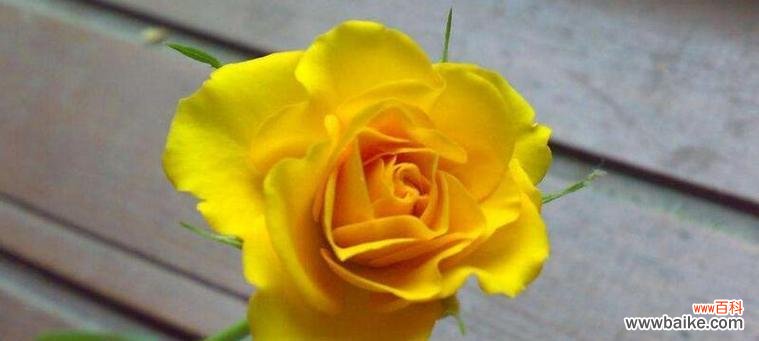 探寻黄玫瑰的内涵与寓意 黄玫瑰的象征意义及其美丽之花