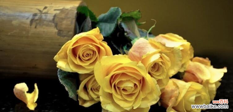深入探索黄玫瑰的花语 黄玫瑰的花语和象征意义