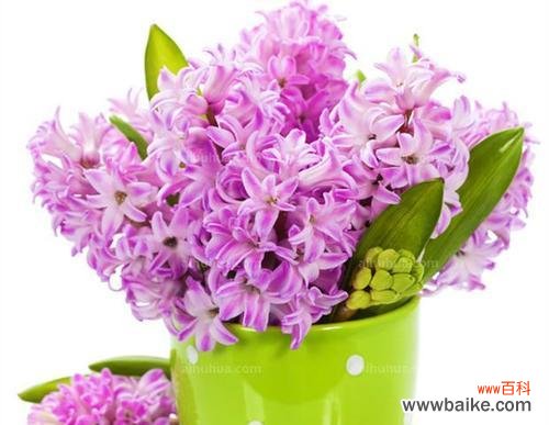 揭示黄色风信子的象征意义 黄色风信子的花语-传递温暖与希望