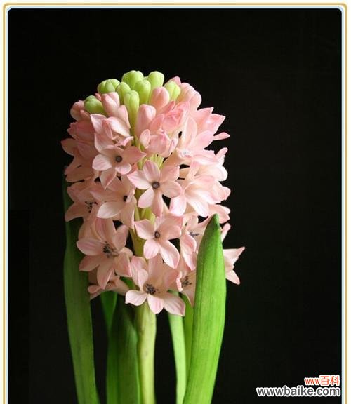 揭示黄色风信子的象征意义 黄色风信子的花语-传递温暖与希望