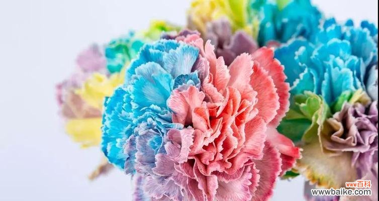 传递温暖与希望的黄色之花 黄色康乃馨的花语