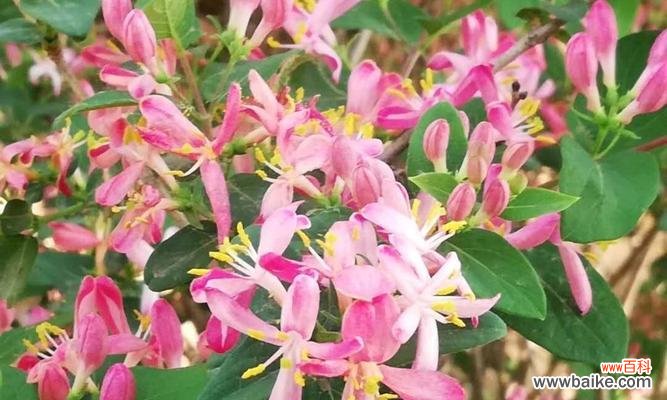 红花忍冬的花语是什么？如何正确解读红花忍冬的象征意义？