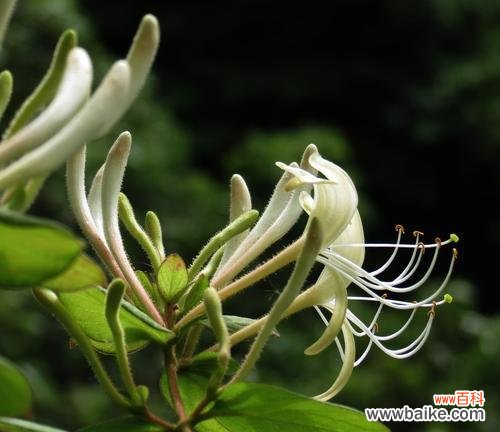 红花忍冬的花语是什么？如何正确解读红花忍冬的象征意义？