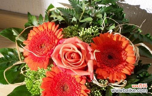 红色扶郎花语是什么？如何正确解读扶郎花的含义？