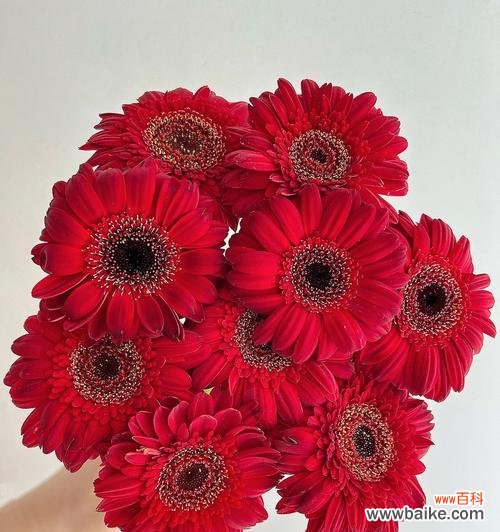 红色扶郎花语是什么？如何正确解读扶郎花的含义？