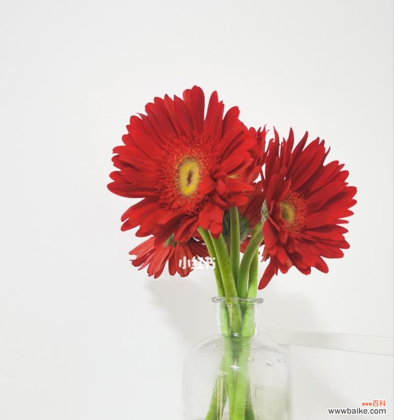 红色扶郎花语是什么？如何正确解读扶郎花的含义？