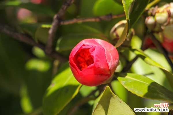 茶花叶子黄不结花苞怎么办