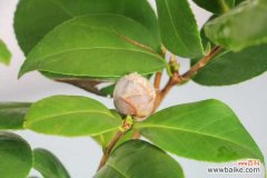 茶花叶子黄不结花苞怎么办