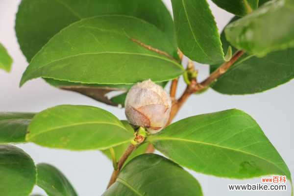 茶花叶子黄不结花苞怎么办