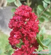 红色紫薇花语是什么？如何正确解读红色紫薇的含义？