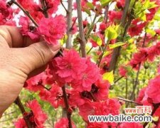 红叶碧桃花语是什么？如何理解红叶碧桃的象征意义？