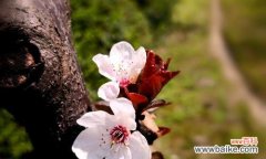 红叶李的花语是什么？了解红叶李的象征意义和文化内涵？