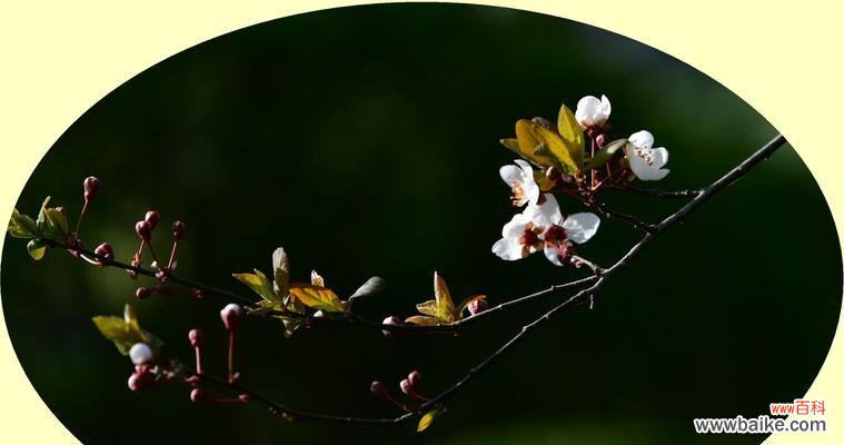 红叶李的花语是什么？了解红叶李的象征意义和文化内涵？